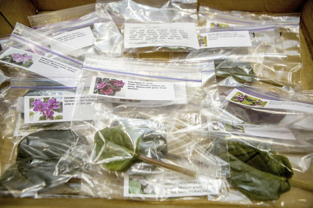 African violets get their day in the (mall)